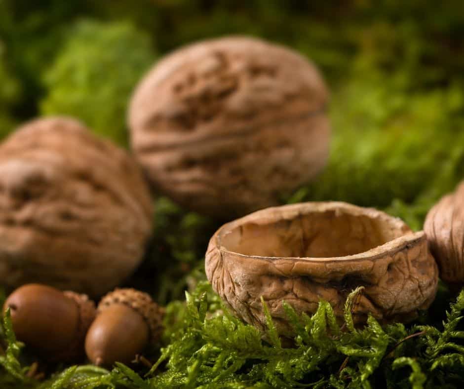 nut shells